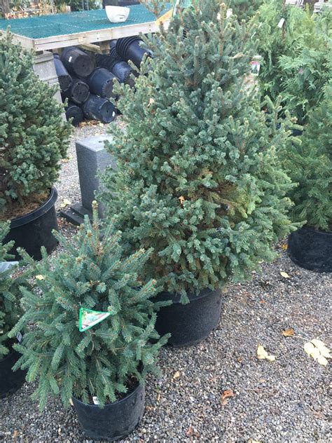 Picea glauca ‘Yukon Blue’ – White Spruce – Catskill Native Nursery Catalog