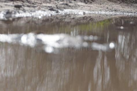 Reflection 的图像结果