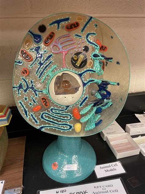 Biology Lab Lab Basic 1A 的图像结果