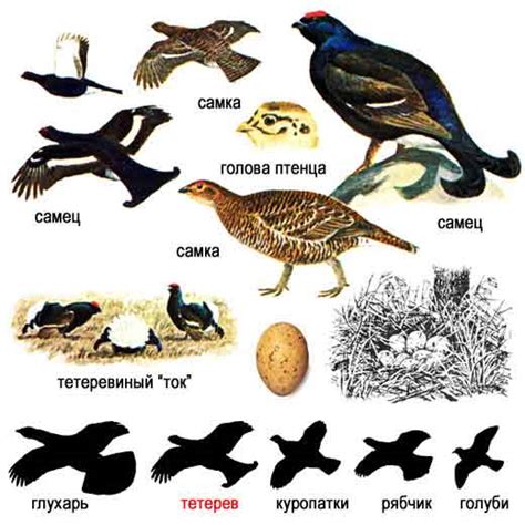 Охота на тетерева