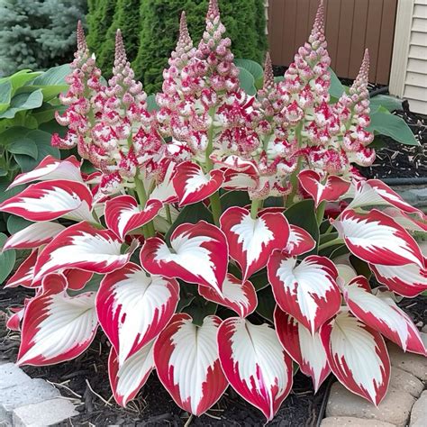 Red hosta and lupine | Beautiful flowers garden, Hosta plants, Shade ...