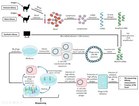 NANOBODIES®: A Review of Diagnostic and Therapeutic Applications