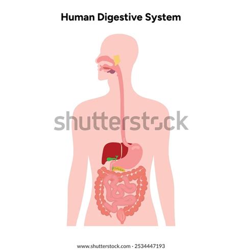 Digestive System 的图像结果