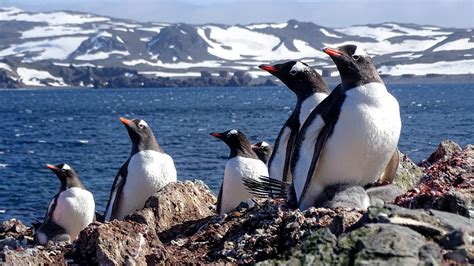 7-Night King George Island Roundtrip 2.12.28 | Atlas Ocean Voyages