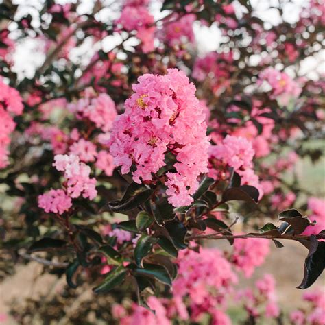 Twilight Magic Crape Myrtles for Sale | FastGrowingTrees.com