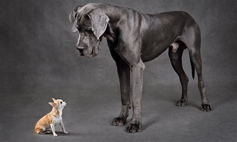 What Dogs Look Like Chihuahuas