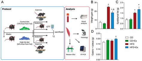 Exercise Induces an Augmented Skeletal Muscle Mitochondrial Unfolded ...