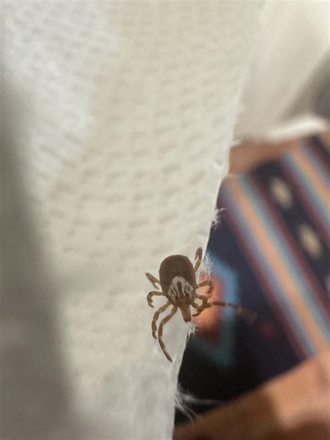 Differentiating Ticks in North Texas : r/Entomology