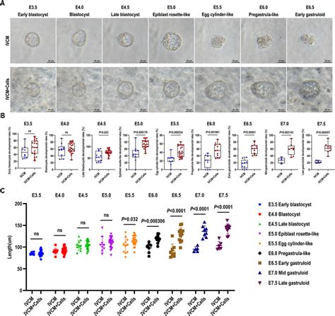 Image result for Mouse Embryo Circulation System Development