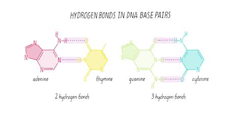 Hydrogen Bond Dna Hydrogen Bonds: A Simple Explanation Of Why They