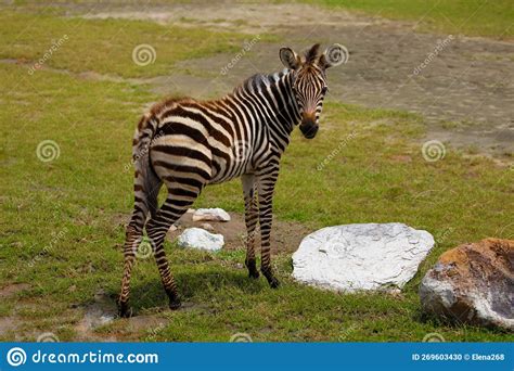 Grevys Zebras is Most Endangered of Species of Zebra Stock Photo - Image of female, grass: 269603430