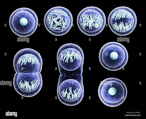 Mitosis High Resolution Stock Photography and Images - Alamy