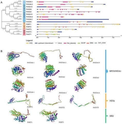 Genome-Wide Analysis of the HDAC Gene Family and Its Functional ...