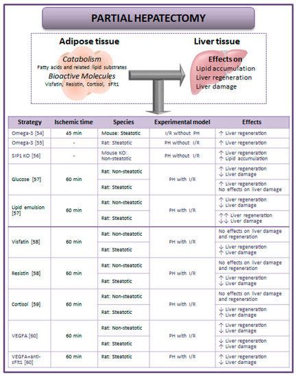 New Insights into the Liver–Visceral Adipose Axis During Hepatic ...