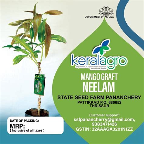 Keralagro Mango Plant Price in India - Buy Keralagro Mango Plant online ...