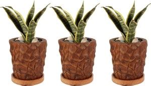 Lasaki Rustic Antique with Plate Wooden wp5.5 Ceramic Pots for Indoor ...