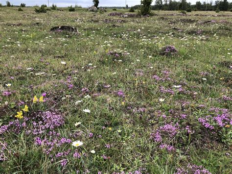 Eco-evolutionary dynamics in plant-soil interactions during land use ...