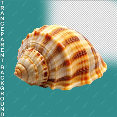 Image result for Shells without Backround