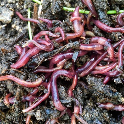 Red Worms in Dirt