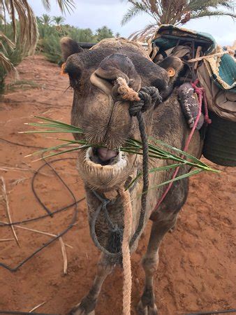 Randonnee Trek Maroc (Azilal) - 2022 What to Know Before You Go (with ...