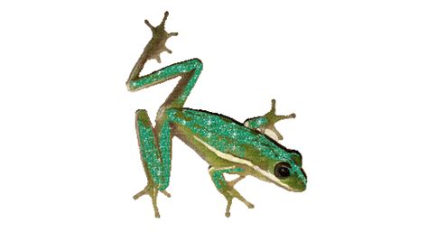 Image result for Frog Math