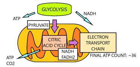 Image result for Cellular Rspiration Explained