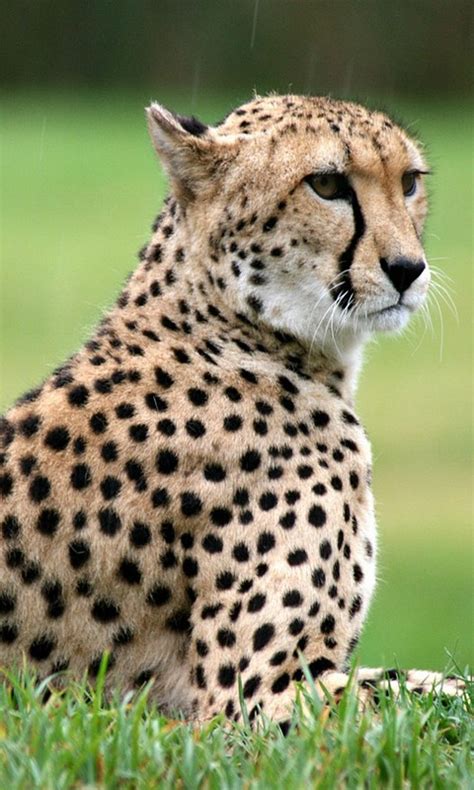 Leopardo | Jaguar animal, Wild cats, Animals