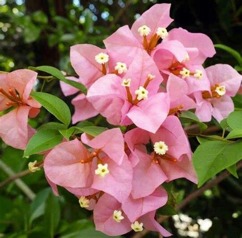 GreenLife Gorgeous All Time Bougainvillea Flower Kagoj Ful Paper Flower ...