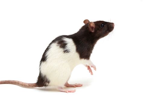 Black And White Rats Wallpapers - Wallpaper Cave