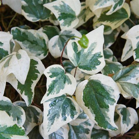10 Types of Ivy Every Plant Lover Should Know