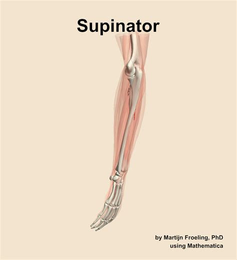 Image result for Supinator Muscle Function