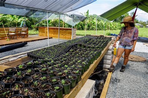 Agriculture In Puerto Rico