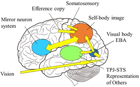 Multisensory and Sensorimotor Integration in the Embodied Self ...