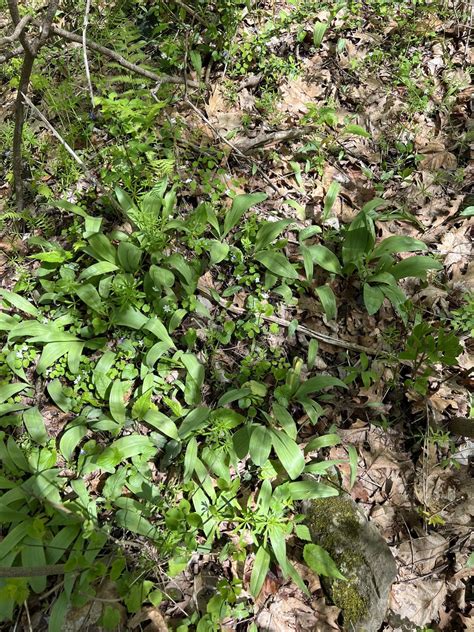 Ramps! They’re up and plentiful this year, even the patch in my ...