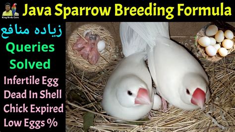 Image result for Java Sparrow Breed