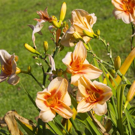 What To Do With Daylilies In The Fall - Fall Daylily Care 101!