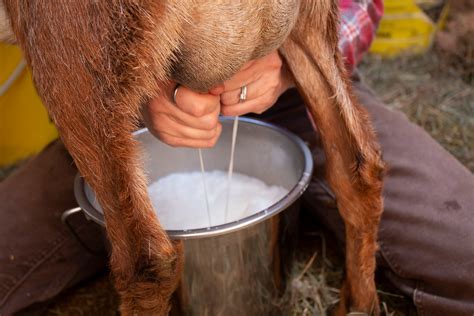 How to Tell Your Goat is Pregnant: 5 Clear Signs to Look For | Carefree Goats | Carefree Goats