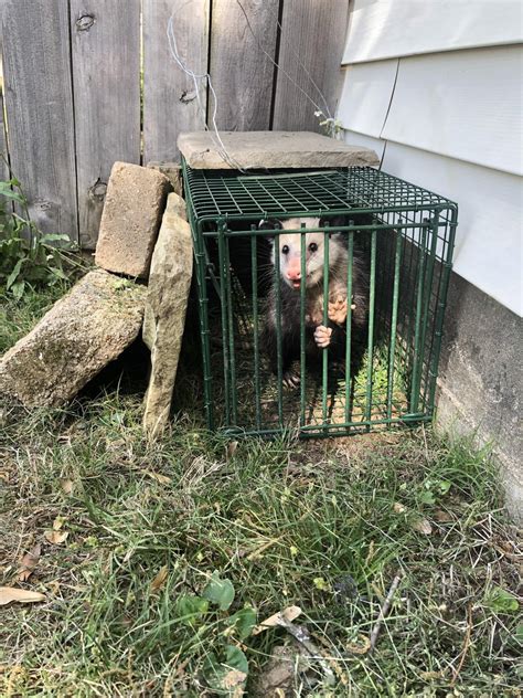 They’ve been sneaking around my chickens… : r/Opossums