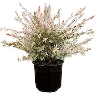 Sunshine Ligustrum Shrubs at Lowes.com