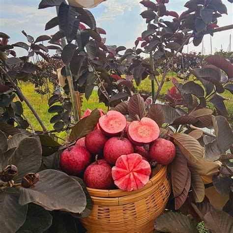 Black Diamond Guava Live Plant (Psidium guajava) – veliyathgardens