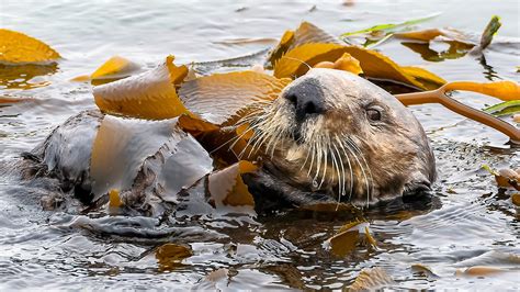 Experts stunned by discovery in kelp forest decades after studying lives of sea otters: 'An ...