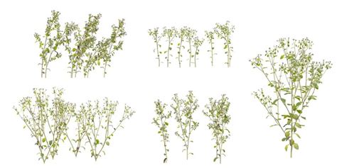 Collection of erigeron plants on transparent background from the top ...