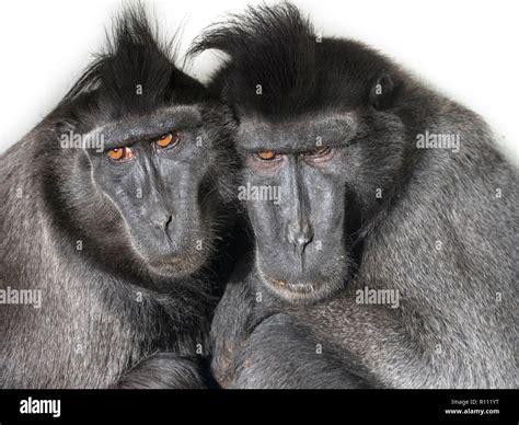 Celebes crested macaque Macaca nigra also known as the crested black ...