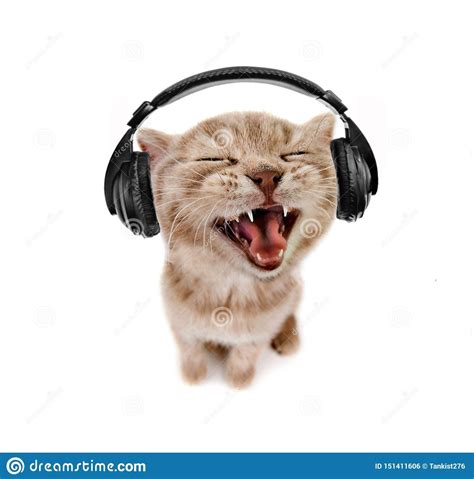 Котенок слушает музыку в наушниках Стоковое Фото - изображение ...