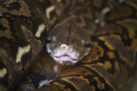 Reticulated Python Power 的图像结果