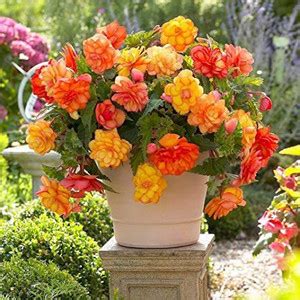 Audbhidhi Audbhidhi Begonia Tuberous Mixed Imported Flower Bulbs for ...