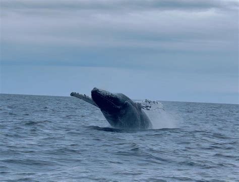 7 Seas Whale Watch (Gloucester) - All You Need to Know BEFORE You Go