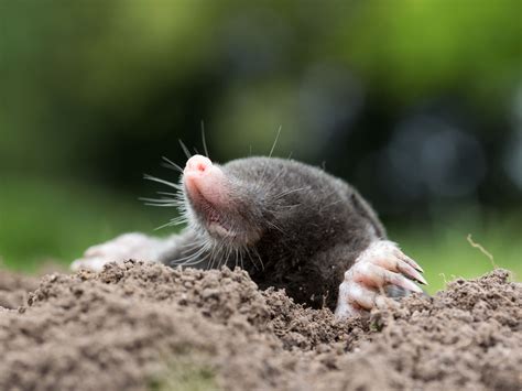 Plants That Moles Eat