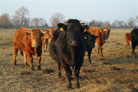 Herd of Cattle Grazing in Open Field During Daytime · Free Stock Photo
