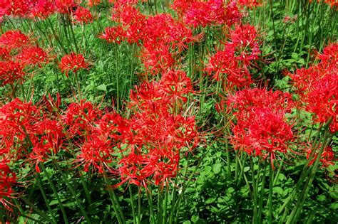 How to Grow and Care for the Spider Lily (Lycoris)